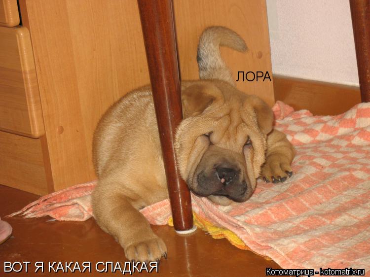 ЛОРА ВОТ Я КАКАЯ СЛАДКАЯ... Котоматрица: ЛОРА ВОТ Я КАКАЯ СЛАДКАЯ