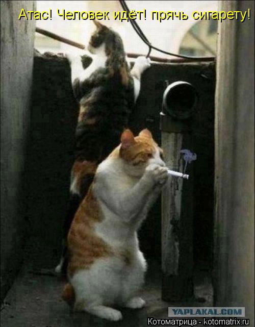 Атас! Человек идёт! прячь сигарету!... Котоматрица: Атас! Человек идёт! прячь сигарету!
