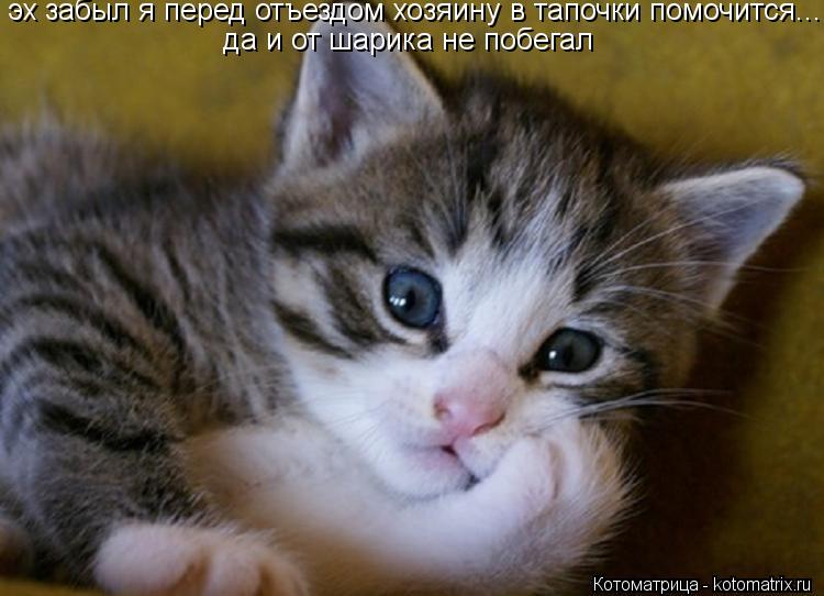 эх забыл я перед отъездом хозяину в тапочки помочится... да и от шарика не побегал... Котоматрица: эх забыл я перед отъездом хозяину в тапочки помочится... да и от шарика не побегал
