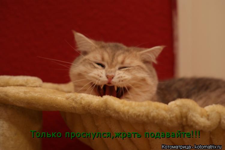 Только проснулся,жрать подавайте!!!... Котоматрица: Только проснулся,жрать подавайте!!!