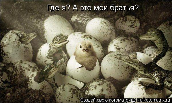 Где я? А это мои братья?... Котоматрица: Где я? А это мои братья?
