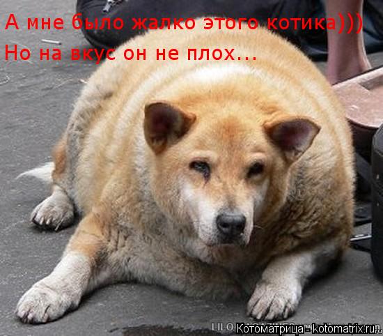 А мне было жалко этого котика))) Но на вкус он не плох...... Котоматрица: А мне было жалко этого котика))) Но на вкус он не плох...