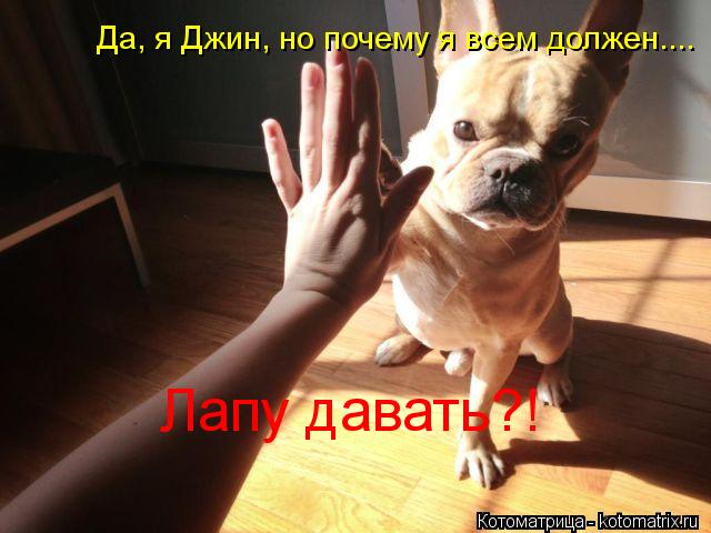Да, я Джин, но почему я всем должен.... Лапу давать?!... Котоматрица: Да, я Джин, но почему я всем должен.... Лапу давать?!