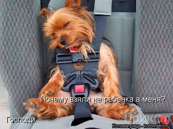 Господи. Почему взяли не ребенка а меня?... Котоматрица: Господи. Почему взяли не ребенка а меня?