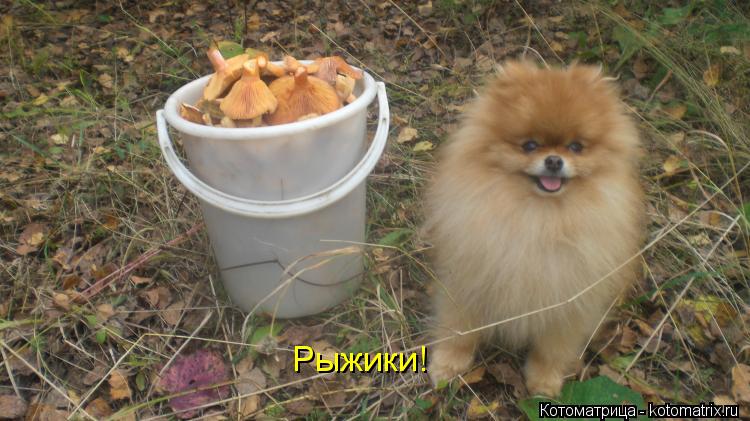 Рыжики!... Котоматрица: Рыжики!