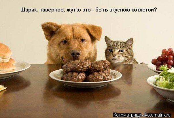 Шарик, наверное, жутко это - быть вкусною котлетой?... Котоматрица: Шарик, наверное, жутко это - быть вкусною котлетой?