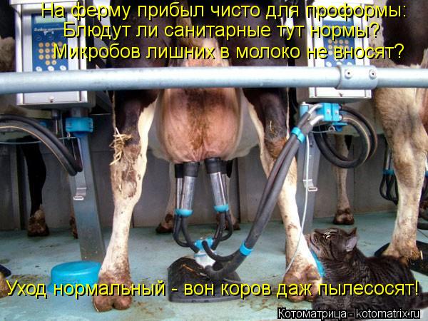 На ферму прибыл чисто для проформы: Блюдут ли санитарные тут нормы? Микробов лишних в молоко не внося... Котоматрица: На ферму прибыл чисто для проформы: Блюдут ли санитарные тут нормы? Микробов лишних в молоко не вносят? Уход нормальный - вон коров даж пылес