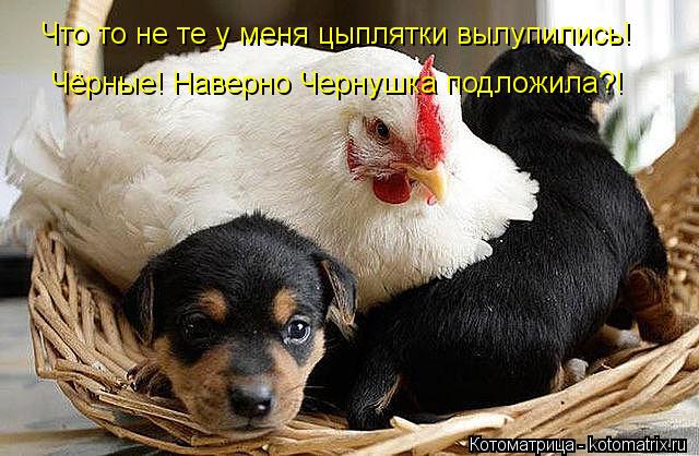 Что то не те у меня цыплятки вылупились! Чёрные! Наверно Чернушка подложила?!... Котоматрица: Что то не те у меня цыплятки вылупились! Чёрные! Наверно Чернушка подложила?!