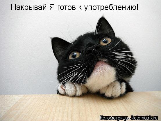Накрывай!Я готов к употреблению!... Котоматрица: Накрывай!Я готов к употреблению!