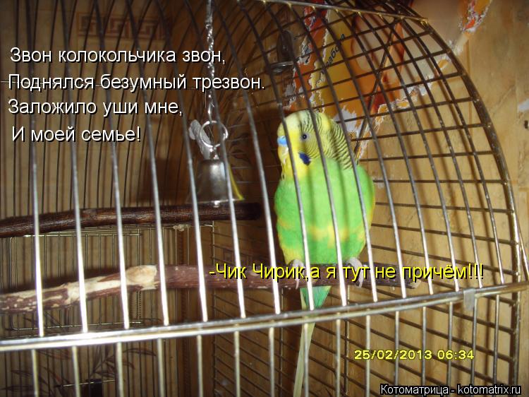 Звон колокольчика звон, Поднялся безумный трезвон. Заложило уши мне, И моей семье! -Чик Чирик,а я тут... Котоматрица: Звон колокольчика звон, Поднялся безумный трезвон. Заложило уши мне, И моей семье! -Чик Чирик,а я тут не причём!!!