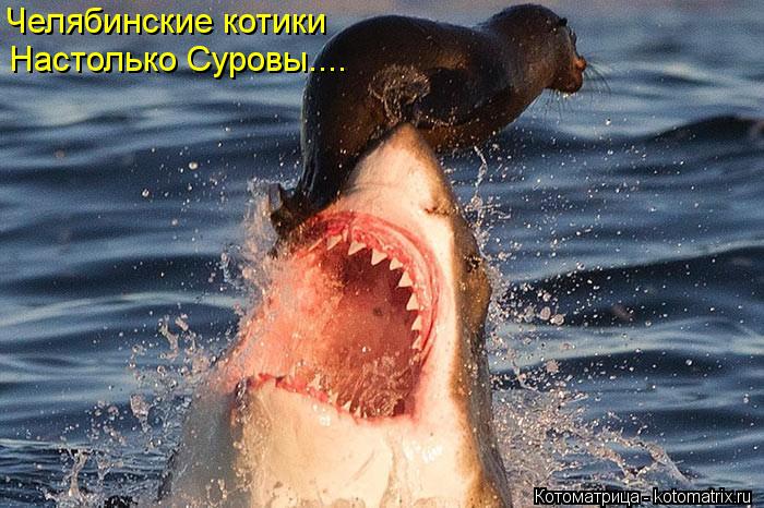 Челябинские котики Настолько Суровы....... Котоматрица: Челябинские котики Настолько Суровы....