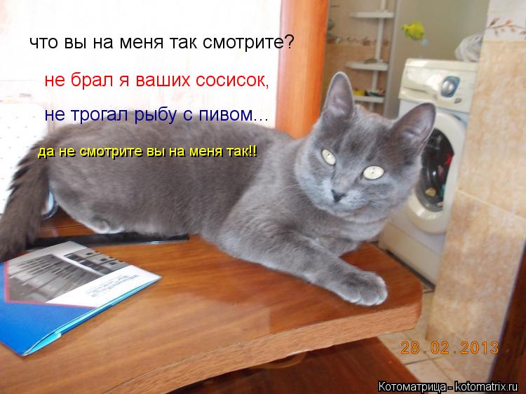 что вы на меня так смотрите? не брал я ваших сосисок, не трогал рыбу с пивом... да не смотрите вы на ... Котоматрица: что вы на меня так смотрите? не брал я ваших сосисок, не трогал рыбу с пивом... да не смотрите вы на меня так!!