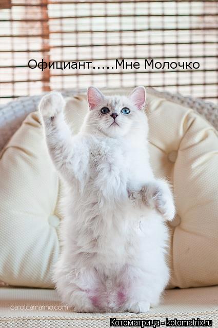 Официант.....Мне Молочко... Котоматрица: Официант.....Мне Молочко