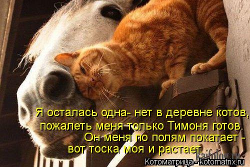 Я осталась одна- нет в деревне котов, пожалеть меня только Тимоня готов. Он меня по полям покатает - ... Котоматрица: Я осталась одна- нет в деревне котов, пожалеть меня только Тимоня готов. Он меня по полям покатает - вот тоска моя и растает.
