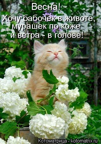 Хочу бабочек в животе, мурашек по коже и ветра - в голове! Весна!... Котоматрица: Хочу бабочек в животе, мурашек по коже и ветра - в голове! Весна!