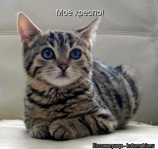 Моё кресло!... Котоматрица: Моё кресло!