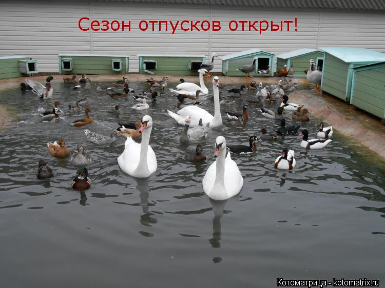 Сезон отпусков открыт!... Котоматрица: Сезон отпусков открыт!