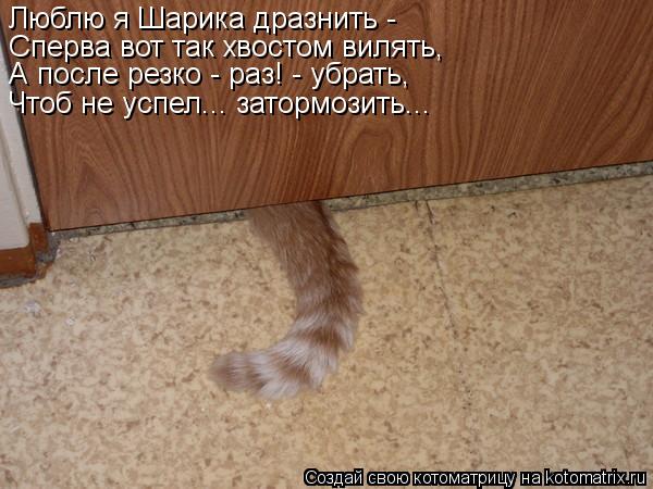 Люблю я Шарика дразнить - Сперва вот так хвостом вилять, А после резко - раз! - убрать, Чтоб не успе... Котоматрица: Люблю я Шарика дразнить - Сперва вот так хвостом вилять, А после резко - раз! - убрать, Чтоб не успел... затормозить...