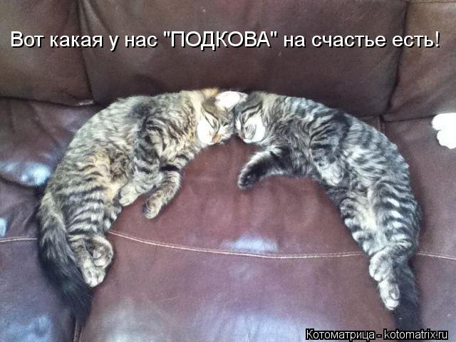 Вот какая у нас "ПОДКОВА" на счастье есть!... Котоматрица: Вот какая у нас "ПОДКОВА" на счастье есть!