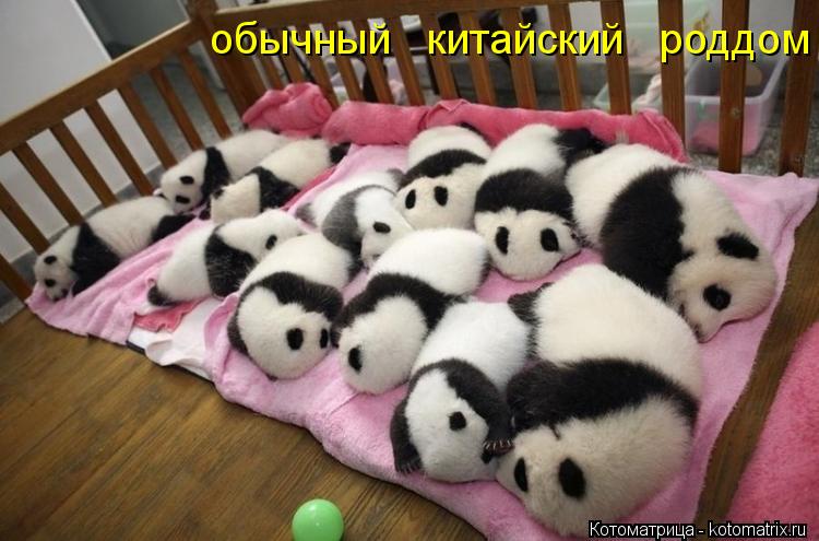 обычный китайский роддом... Котоматрица: обычный китайский роддом