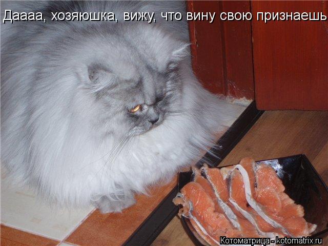 Даааа, хозяюшка, вижу, что вину свою признаешь... Котоматрица: Даааа, хозяюшка, вижу, что вину свою признаешь