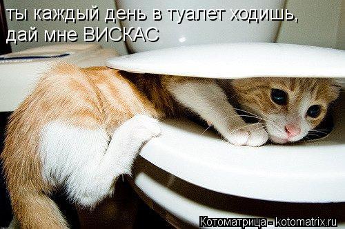 ты каждый день в туалет ходишь, дай мне ВИСКАС... Котоматрица: ты каждый день в туалет ходишь, дай мне ВИСКАС