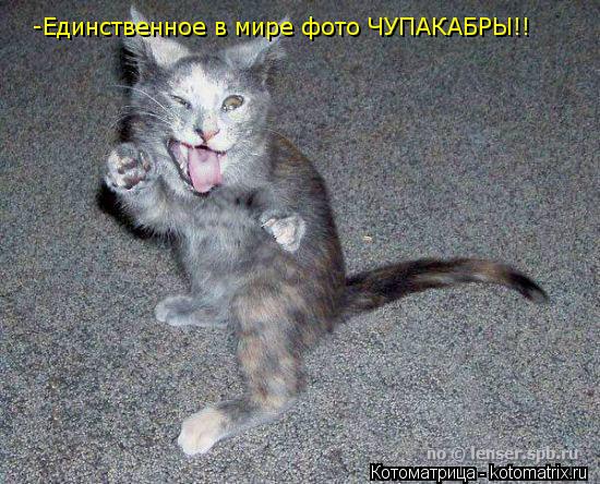 -Единственное в мире фото ЧУПАКАБРЫ!!... Котоматрица: -Единственное в мире фото ЧУПАКАБРЫ!!