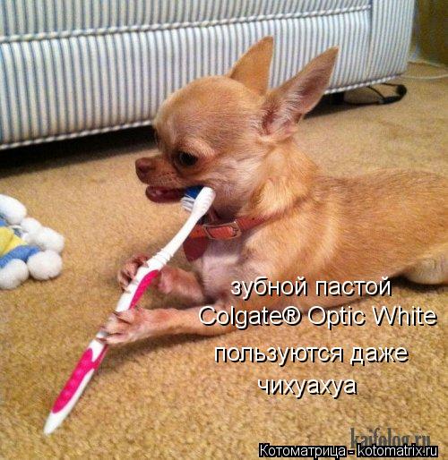 зубной пастой пользуются даже Colgate® Optic White чихуахуа... Котоматрица: зубной пастой пользуются даже Colgate® Optic White чихуахуа