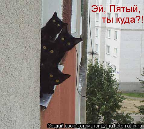 Эй, Пятый, ты куда?! Эй, Пятый, ты куда?!... Котоматрица: Эй, Пятый, ты куда?! Эй, Пятый, ты куда?!