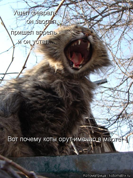 Ушел февраль , он заорал, пришел апрель - и он устал.... Вот почему коты орут именно в марте!... Котоматрица: Ушел февраль , он заорал, пришел апрель - и он устал.... Вот почему коты орут именно в марте!