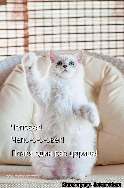 Человек! Чело-о-о-овек! Почки один раз царице!... Котоматрица: Человек! Чело-о-о-овек! Почки один раз царице!