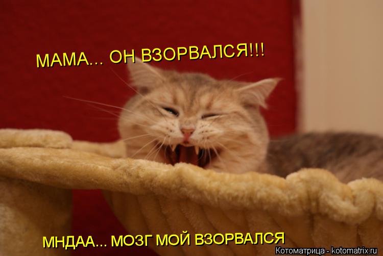 МАМА... ОН ВЗОРВАЛСЯ!!! МНДАА... МОЗГ МОЙ ВЗОРВАЛСЯ МНДАА... МОЗГ МОЙ ВЗОРВАЛСЯ... Котоматрица: МАМА... ОН ВЗОРВАЛСЯ!!! МНДАА... МОЗГ МОЙ ВЗОРВАЛСЯ МНДАА... МОЗГ МОЙ ВЗОРВАЛСЯ