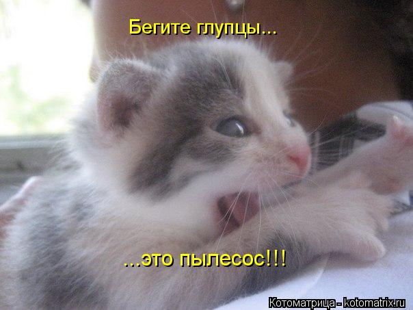 Бегите глупцы... ...это пылесос!!!... Котоматрица: Бегите глупцы... ...это пылесос!!!