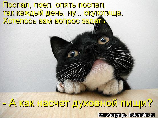Поспал, поел, опять поспал, так каждый день, ну... скукотища. Хотелось вам вопрос задать: - А как ... Котоматрица: Поспал, поел, опять поспал, так каждый день, ну... скукотища. Хотелось вам вопрос задать: - А как насчет духовной пищи?