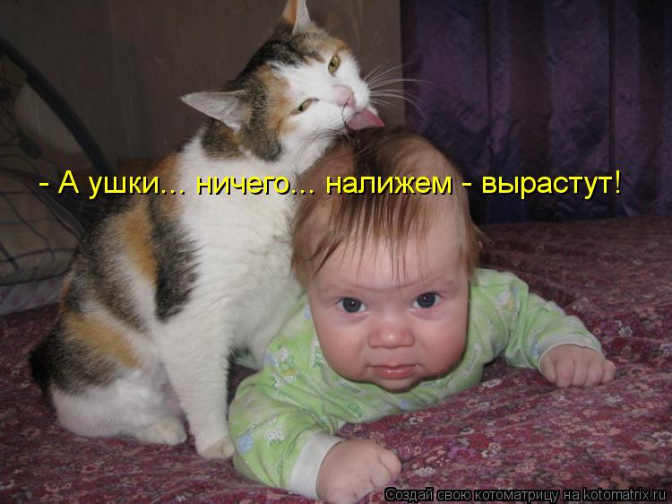 - А ушки... ничего... налижем - вырастут!... Котоматрица: - А ушки... ничего... налижем - вырастут!
