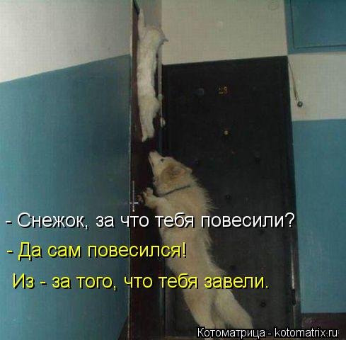 - Снежок, за что тебя повесили? - Да сам повесился! Из - за того, что тебя завели.... Котоматрица: - Снежок, за что тебя повесили? - Да сам повесился! Из - за того, что тебя завели.