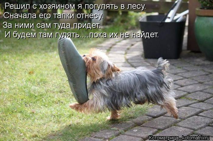 Решил с хозяином я погулять в лесу. Сначала его тапки отнесу. За ними сам туда придет. И будем там гу... Котоматрица: Решил с хозяином я погулять в лесу. Сначала его тапки отнесу. За ними сам туда придет. И будем там гулять....пока их не найдет.