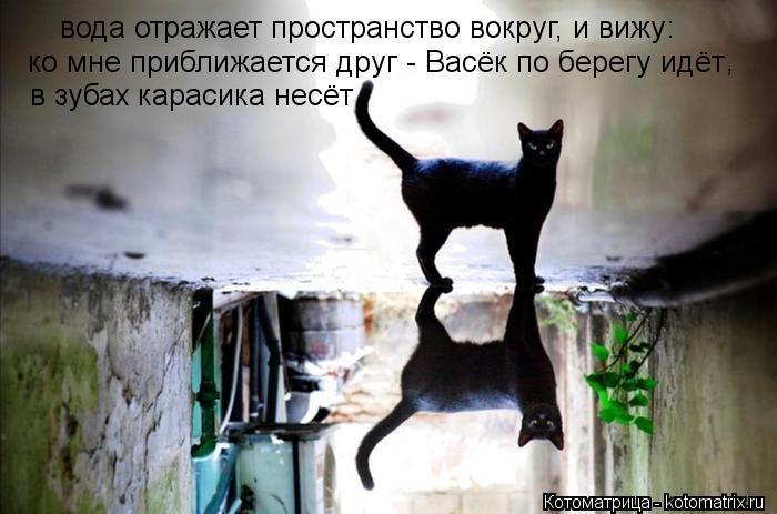 вода отражает пространство вокруг, и вижу: ко мне приближается друг - Васёк по берегу идёт , в зубах ... Котоматрица: вода отражает пространство вокруг, и вижу: ко мне приближается друг - Васёк по берегу идёт , в зубах карасика несёт