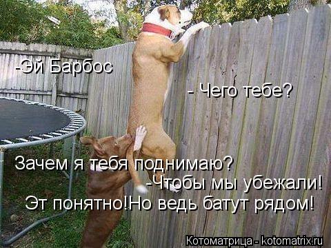 -Эй Барбос - Чего тебе? Зачем я тебя поднимаю? -Чтобы мы убежали! Эт понятно!Но ведь батут рядом!... Котоматрица: -Эй Барбос - Чего тебе? Зачем я тебя поднимаю? -Чтобы мы убежали! Эт понятно!Но ведь батут рядом!