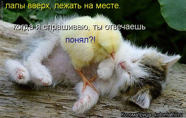 лапы вверх, лежать на месте. когда я спрашиваю, ты отвечаешь понял?!... Котоматрица: лапы вверх, лежать на месте. когда я спрашиваю, ты отвечаешь понял?!