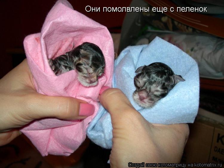 Они помолвлены еще с пеленок... Котоматрица: Они помолвлены еще с пеленок