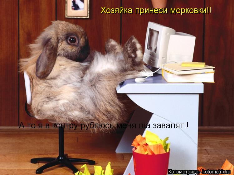 Хозяйка принеси морковки!! А то я в контру рублюсь меня ща завалят!!... Котоматрица: Хозяйка принеси морковки!! А то я в контру рублюсь меня ща завалят!!
