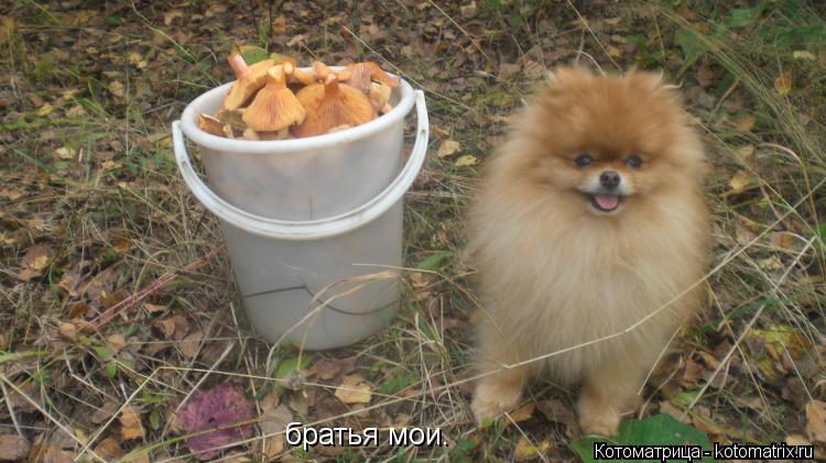братья мои.... Котоматрица: братья мои.