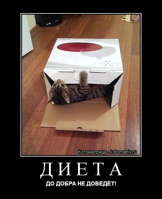 ДИЕТА ДО ДОБРА НЕ ДОВЕДЁТ!... Котоматрица: ДИЕТА ДО ДОБРА НЕ ДОВЕДЁТ!