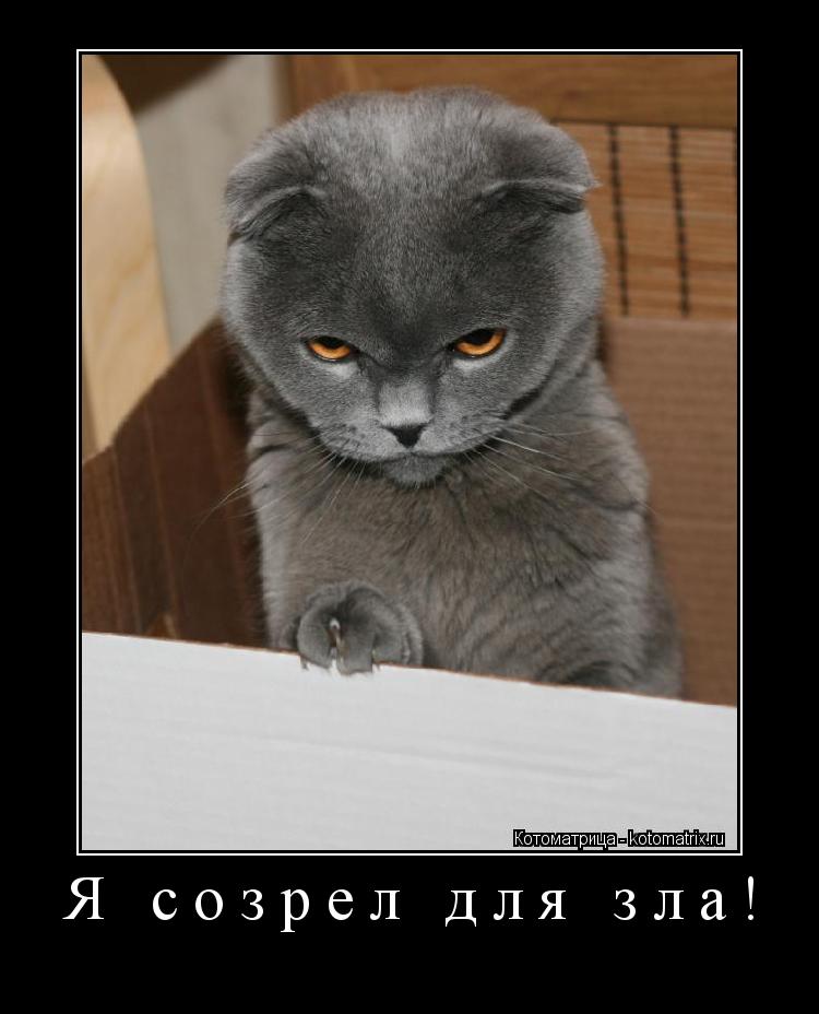 Я созрел для зла! ... Котоматрица: Я созрел для зла!