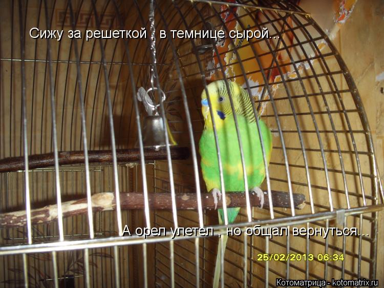 Сижу за решеткой , в темнице сырой... А орел улетел , но общал вернуться...... Котоматрица: Сижу за решеткой , в темнице сырой... А орел улетел , но общал вернуться...