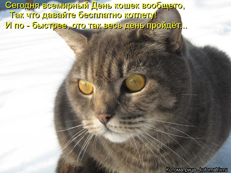 Сегодня всемирный День кошек вообщето, Так что давайте бесплатно котлету! И по - быстрее, ото так вес... Котоматрица: Сегодня всемирный День кошек вообщето, Так что давайте бесплатно котлету! И по - быстрее, ото так весь день пройдёт...