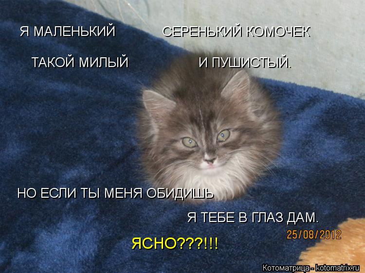 НО ЕСЛИ ТЫ МЕНЯ ОБИДИШЬ Я МАЛЕНЬКИЙ СЕРЕНЬКИЙ КОМОЧЕК ТАКОЙ МИЛЫЙ И ПУШИС... Котоматрица: НО ЕСЛИ ТЫ МЕНЯ ОБИДИШЬ Я МАЛЕНЬКИЙ СЕРЕНЬКИЙ КОМОЧЕК ТАКОЙ МИЛЫЙ И ПУШИСТЫЙ. Я ТЕБЕ В ГЛАЗ ДАМ. ЯСНО???!!!