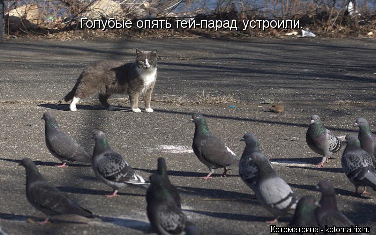 Голубые опять гей-парад устроили.... Котоматрица: Голубые опять гей-парад устроили.