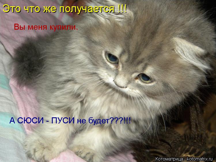 Это что же получается !!! Вы меня купили. А СЮСИ - ПУСИ не будет???!!!... Котоматрица: Это что же получается !!! Вы меня купили. А СЮСИ - ПУСИ не будет???!!!